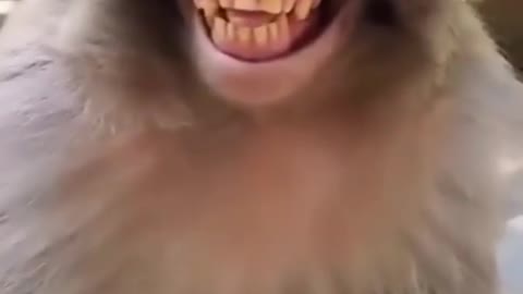 Funny Monkey