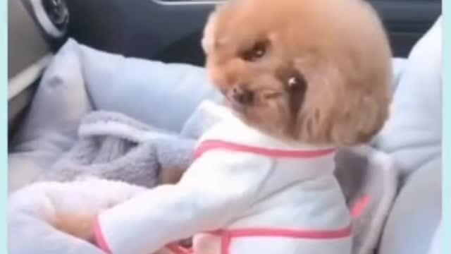 Funny dogs video baby dogs ! Funny moment