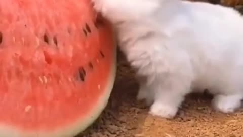 Funny and cute animals