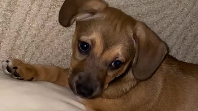 Chanel hiccups