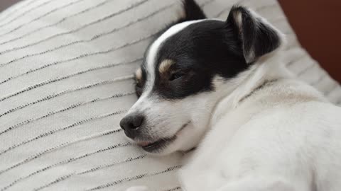 Puppy lying on the bed with sleepy eyes