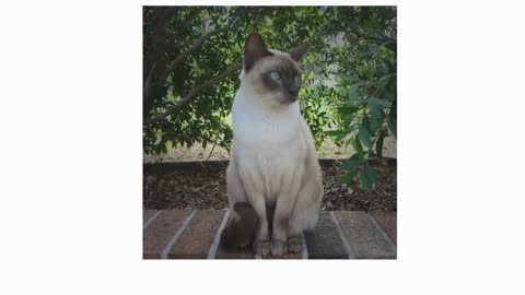 Unique cat breeds.