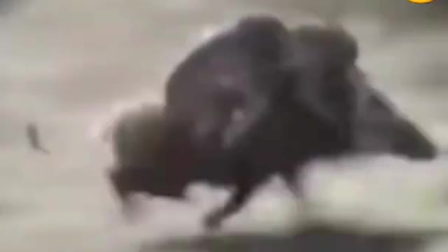 Funny animal