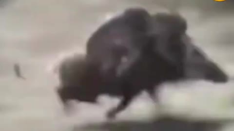 Funny animal