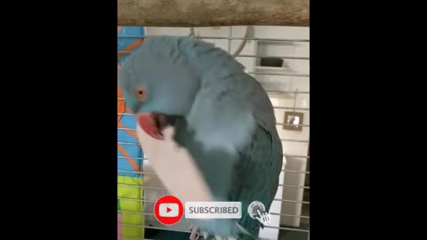 Top 15 Funny Bird Videos || Awesome Compilation