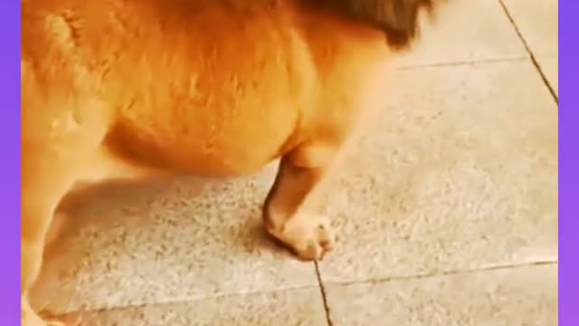 Baby Lion || Baby Dog || Funny Meme