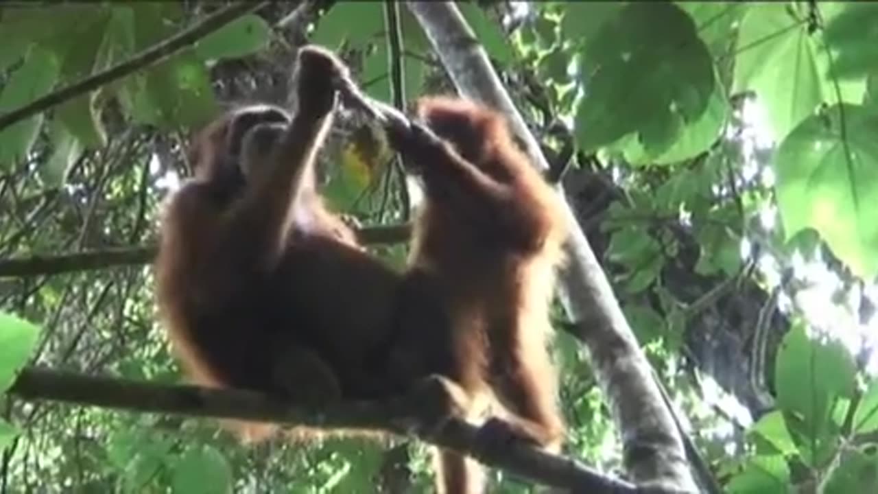 Orangutans Devour a Slow Loris 🦧🍽️