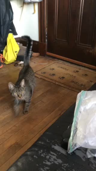 Cat wants a pat in the head.