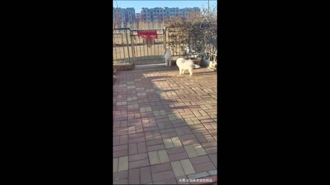 A dog that dances and performs at parties