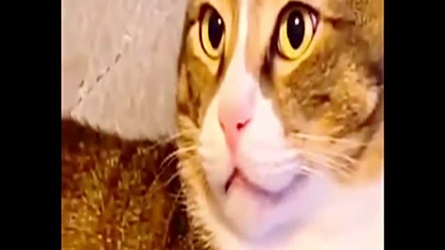 Funny cat 🐈 videos Cat fight, Cat fight 2022