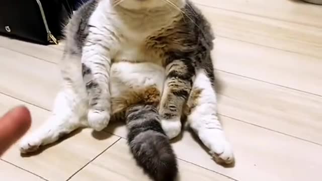 The kitten is taking a nap and the earth is circling