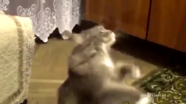 CAT DANCES 3 Fun, Pranks, Jokes, Humor