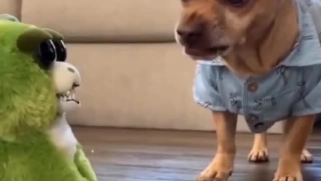 Dog and Stuffy Growling at Each other over a treat