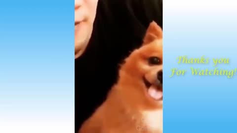 So Cute Cats Best Funny Cat 2021