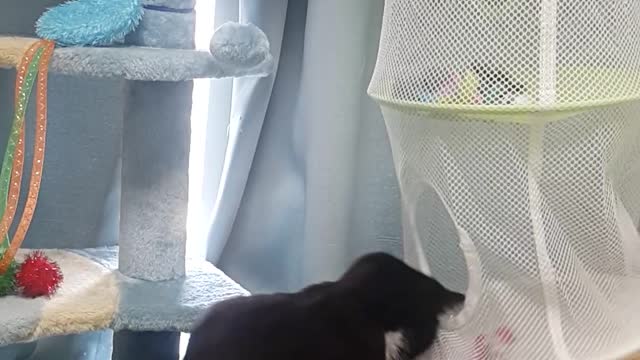 Black Baby Cat Play Fun