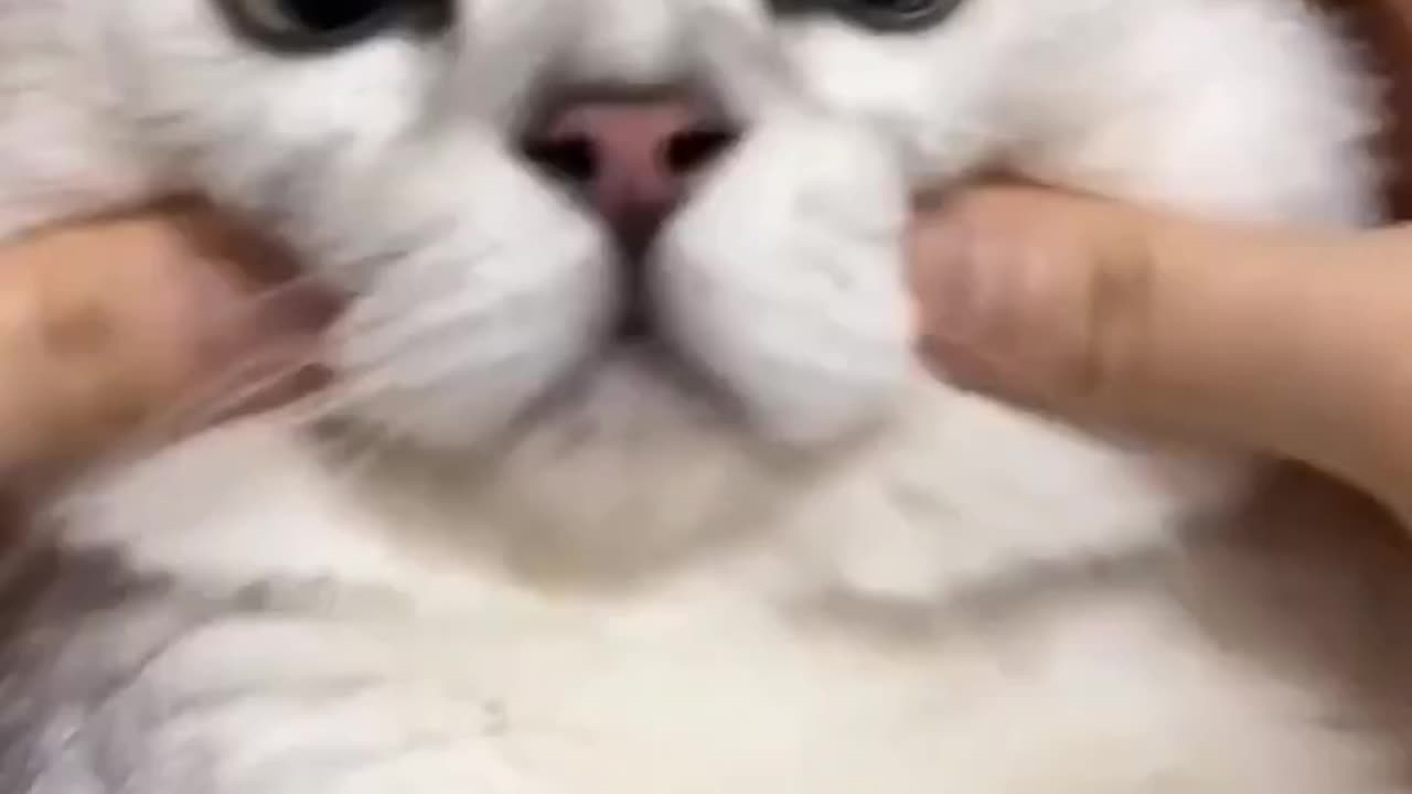 Funny cats video