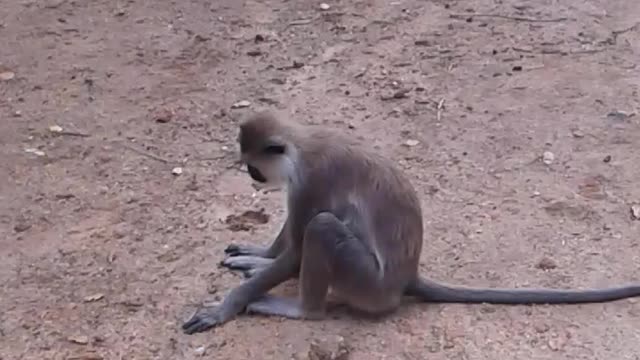 Sri lanka monkey