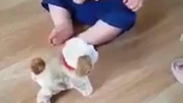 Baby laughing with jumping dog kkkkkkk