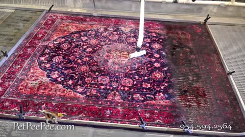 Before you pay, see the video on how I clean your Oriental rug | PetPeePee