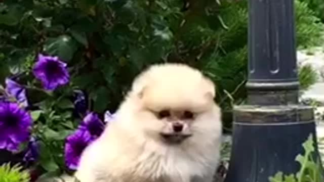 ## cute pup enjoying cool breeze πΆπ