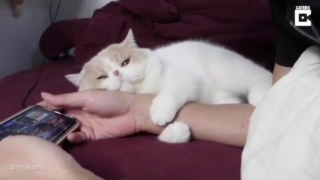 Cat Clings To Owners Arm As He Plays Games