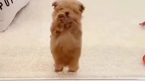 funny pets