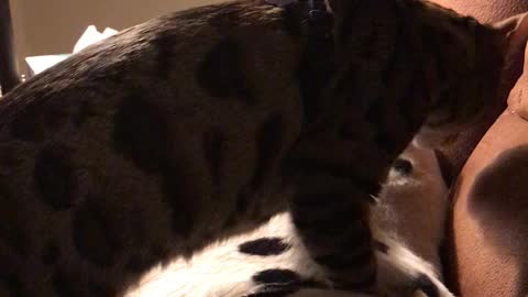Bangle cat massaging a Dalmatian