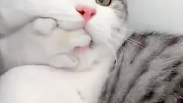 a cat embarrassed by being stepped on