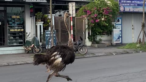 Ostrich Runs With Traffic