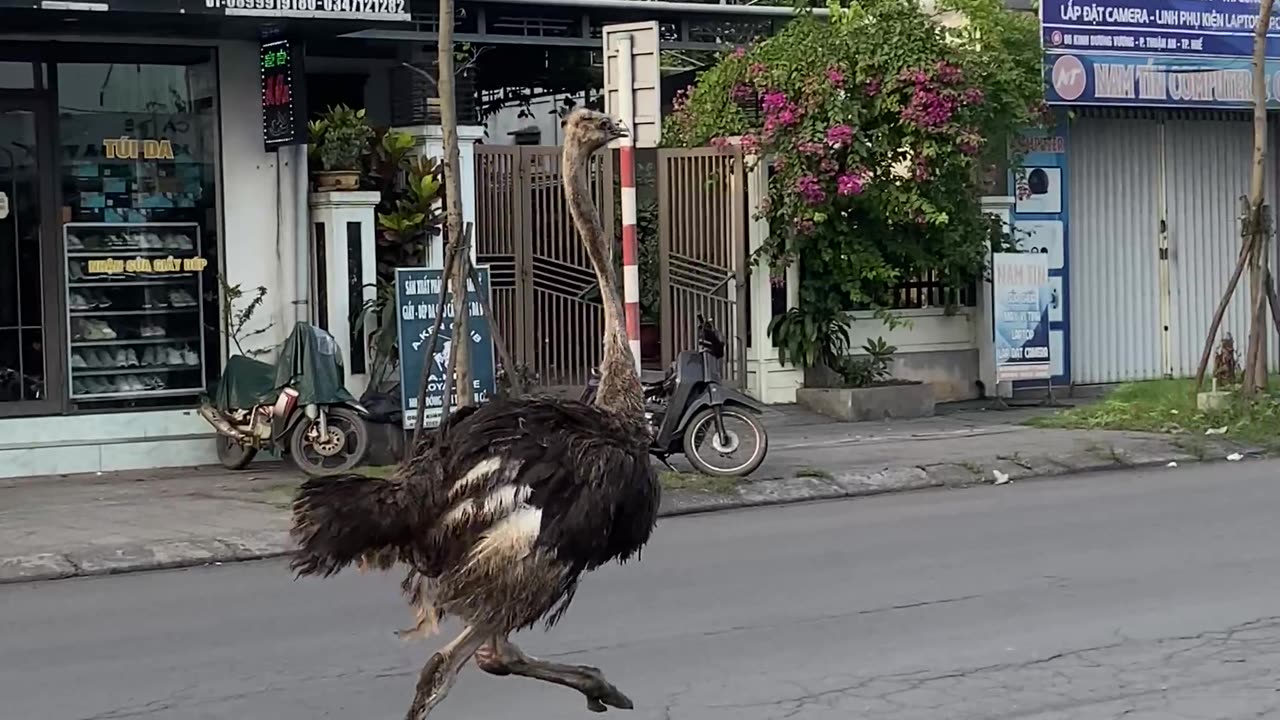 Ostrich Runs With Traffic