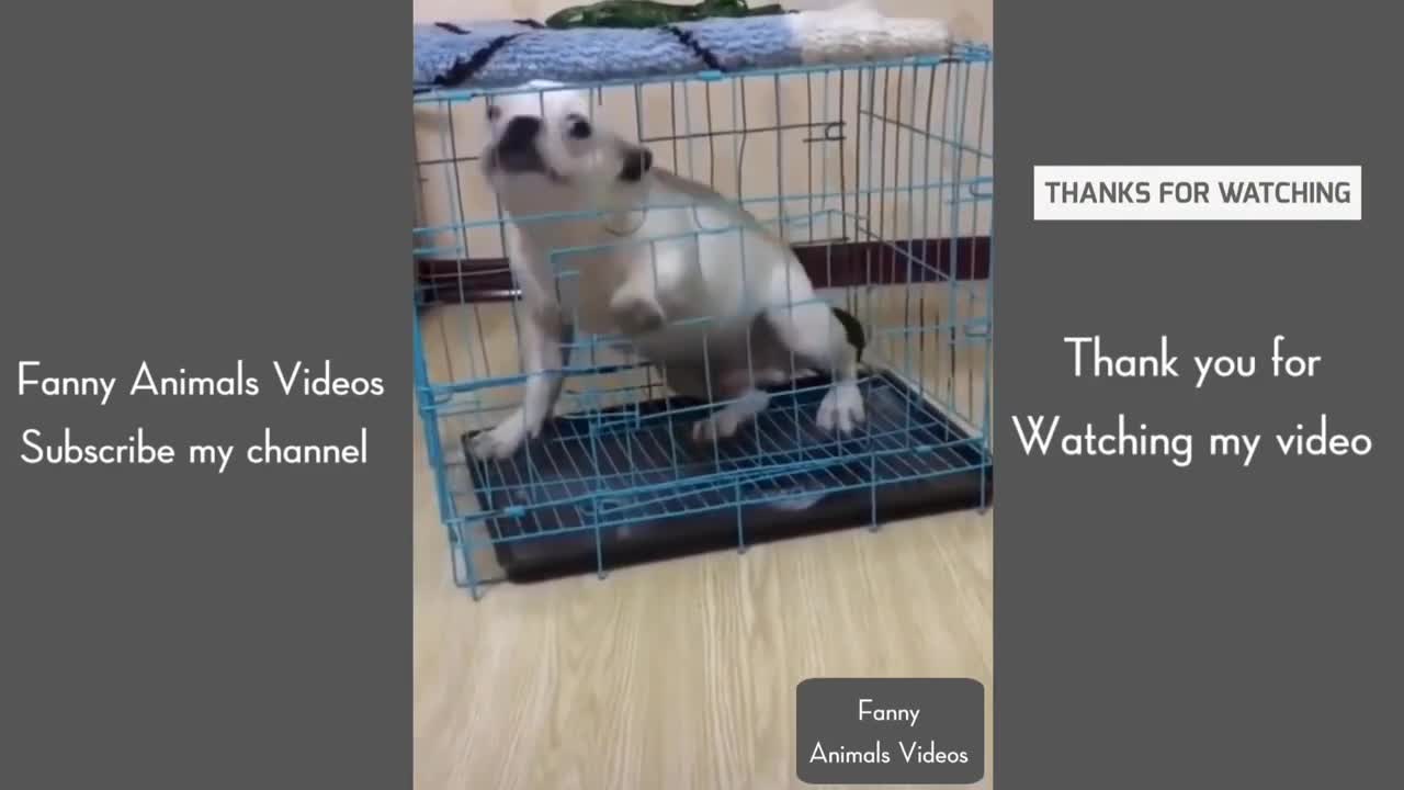 Cute Pets Cats Enjoy Funny Animals life moments Videos #Shorts