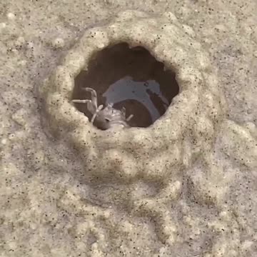 incredible crab ability