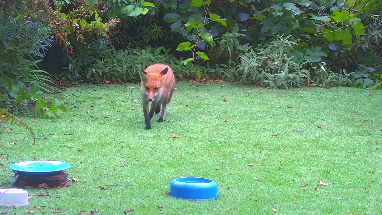 Entire House! Two Badgers and three Foxes