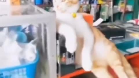 The kitten is taking a nap, the earth is spinning