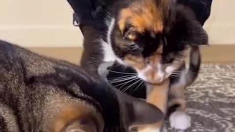 Baby Cat and Dogs very Funny video🤭😆 Part 3