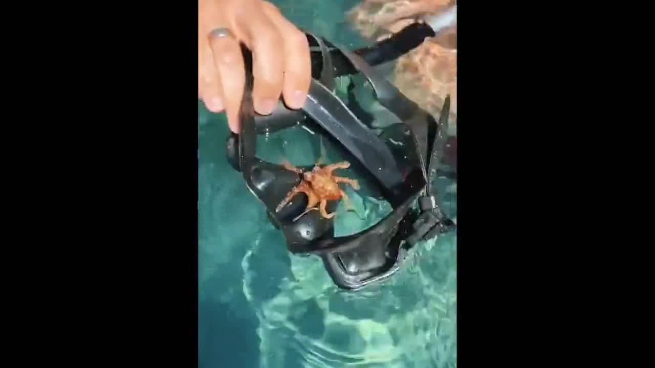 Baby octopus climbs onto snorkeler's mask in Turkey