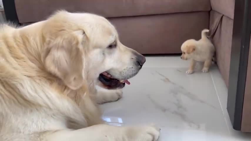 Golden retriever meets a puppy likes himself 😍😍