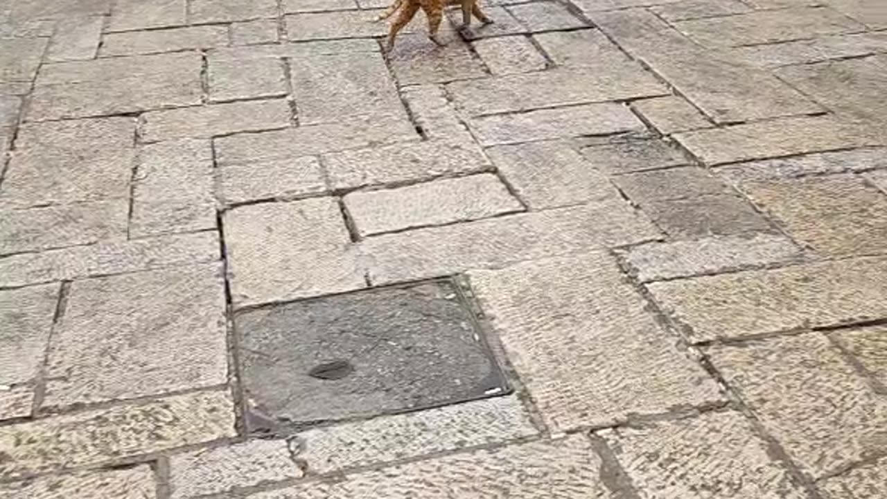 Series1: Jerusalem cats Day10 (Vid7/12)