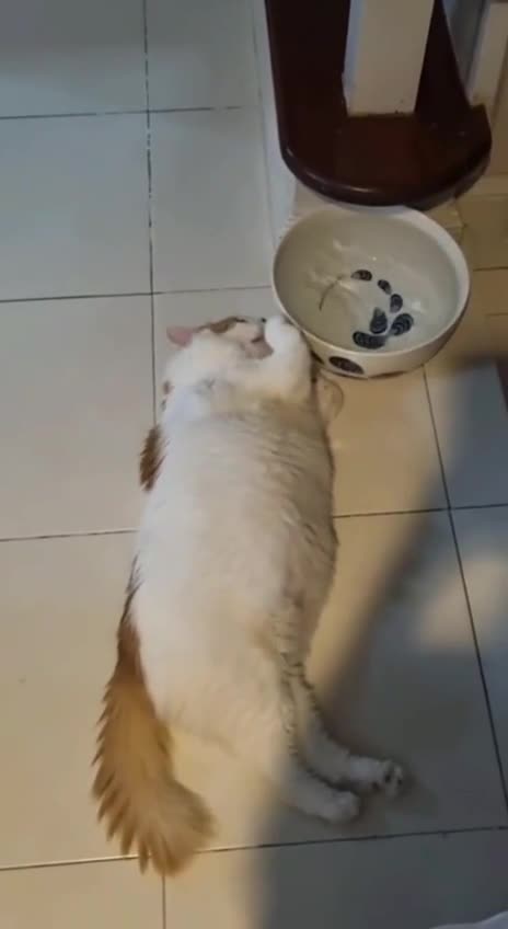 Chubby cat accidentally reveals reason 🤣
