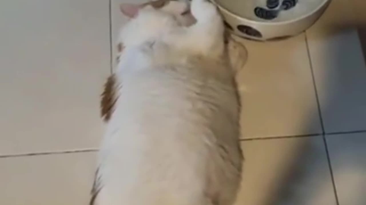 Chubby cat accidentally reveals reason 🤣