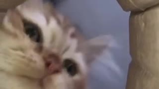 Challenger cat face🤣 🐱