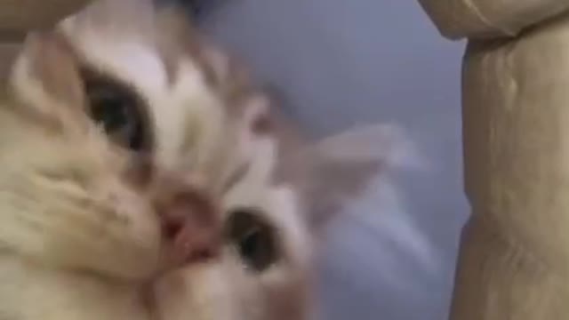 Challenger cat face🤣 🐱