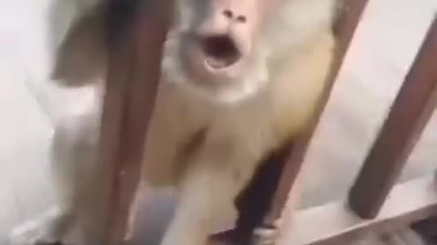 Monkey joke