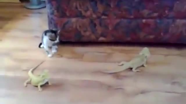 Holly poor kitty!!