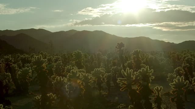 Time Lapse of Cactuses in the Sunset