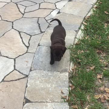 Stealthy puppy practices his hunting skills