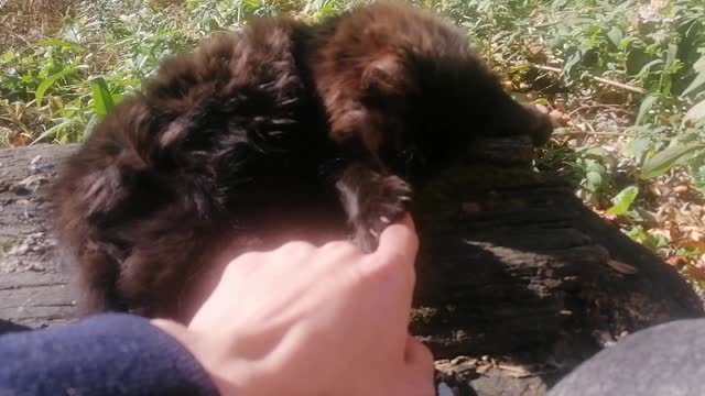 Cute cat playing with the owner