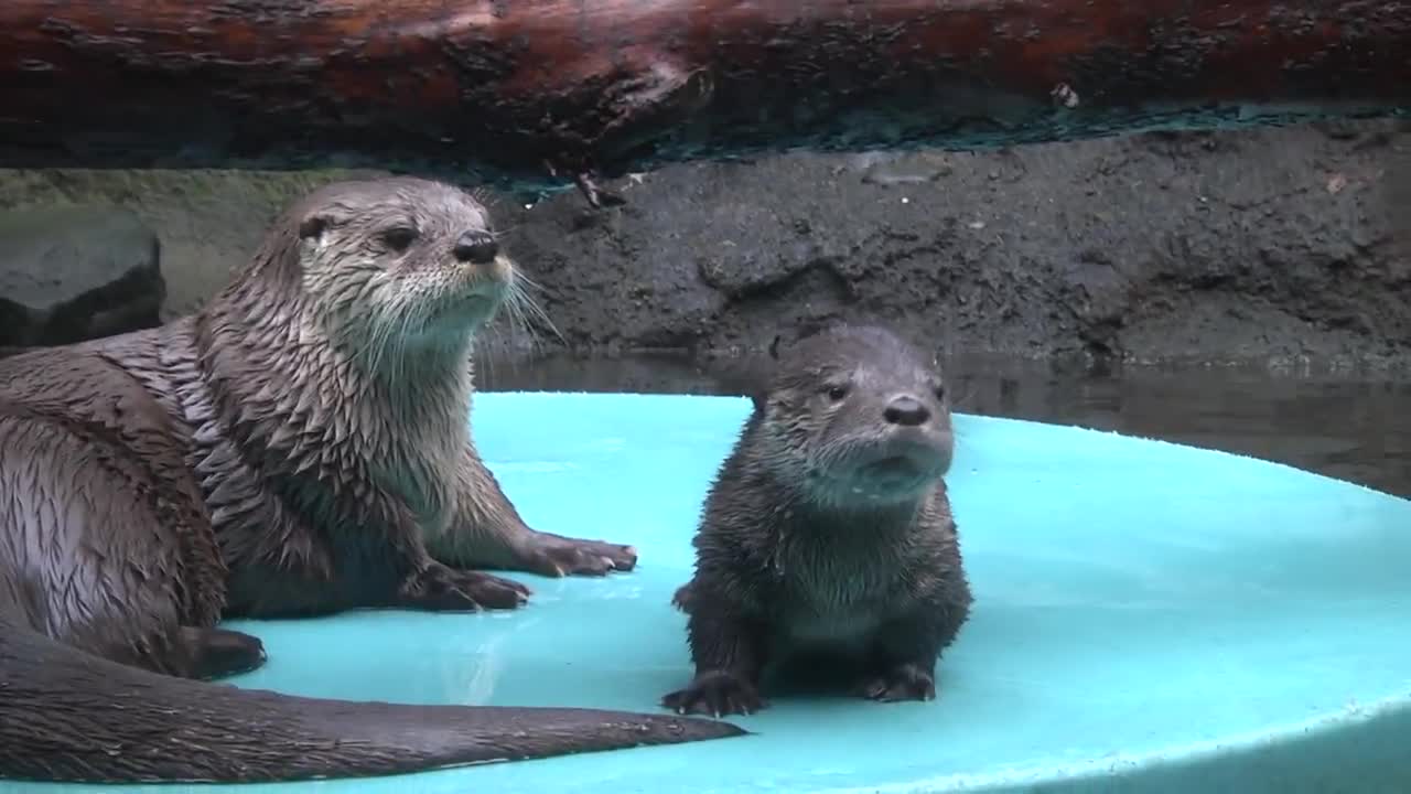A Tale of 2 Otters