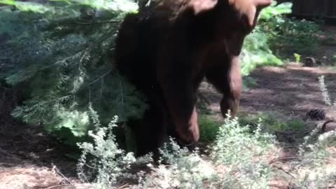 Wild Bear Encounter