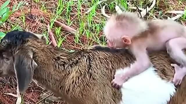 And you have never seen the beautiful love of monkey and goat, definitely watch till the end